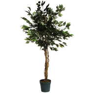 4FT FICUS TREE SPECIAL OFFER