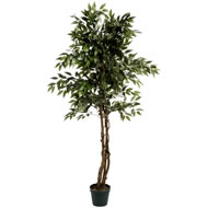 5FT FIG TREE SPECIAL OFFER