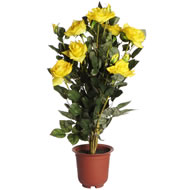 POTTED YELLOW ROSE BUSH SPECIAL OFFER