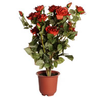 POTTED RED ROSE SPECIAL OFFER