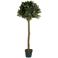 4 FT LAUREL TREE