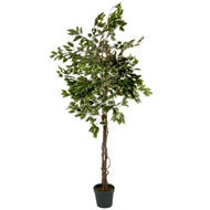 6FT VARIEGATED FICUS TREE