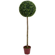 5FT BAMBOO TREE SPECIAL OFFER