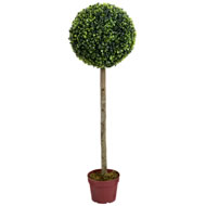  4ft  Boxwood  Tree