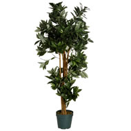BAY TREE WITH SPIRAL SPECIAL OFFER