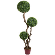  5ft  Triple  Boxwood  Tree