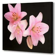 PINK LILY CANVAS    SPECIAL OFFER