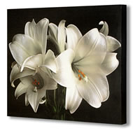 WHITE LILY CANVAS    SPECIAL OFFER