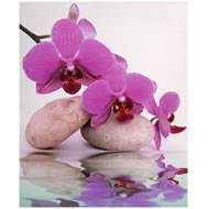 STONED PINK ORCHID CANVAS