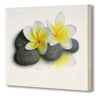 DAISYS WITH PEBBLES    SPECIAL OFFER