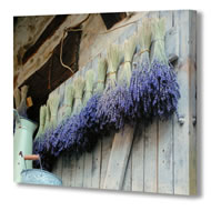 DRIED LAVENDER CANVAS