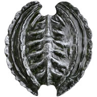  Resin  Shield  For  Sword  Displaying