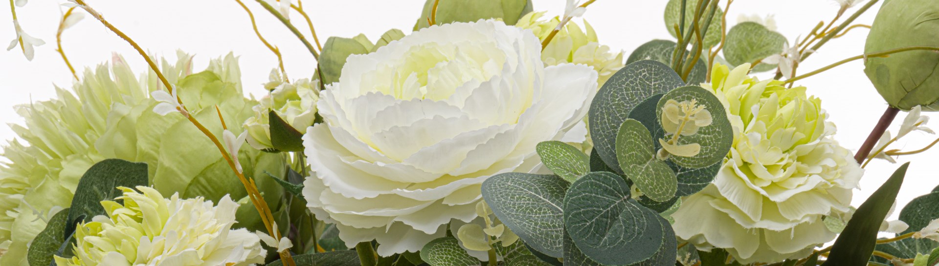 Ranunculus Reign