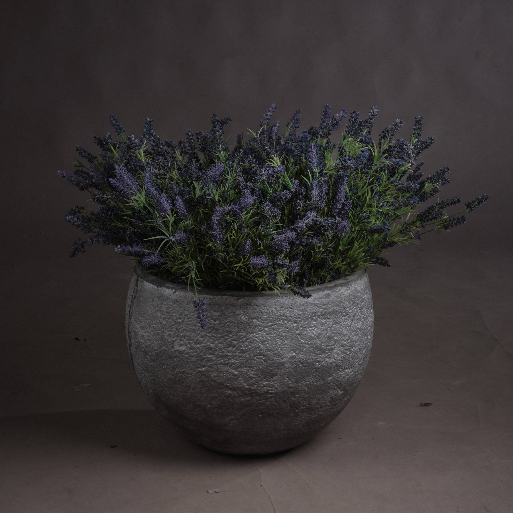 Large Lavender Bush - Image 1