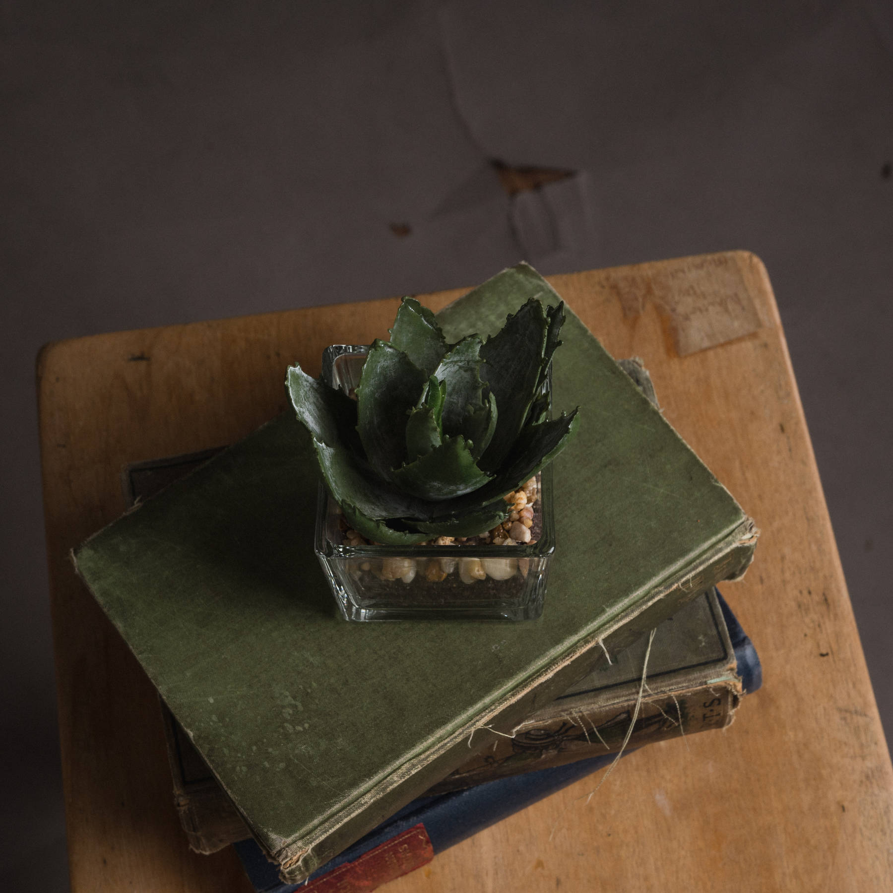 Miniature Aloe Vera in Glass Pot - Image 2