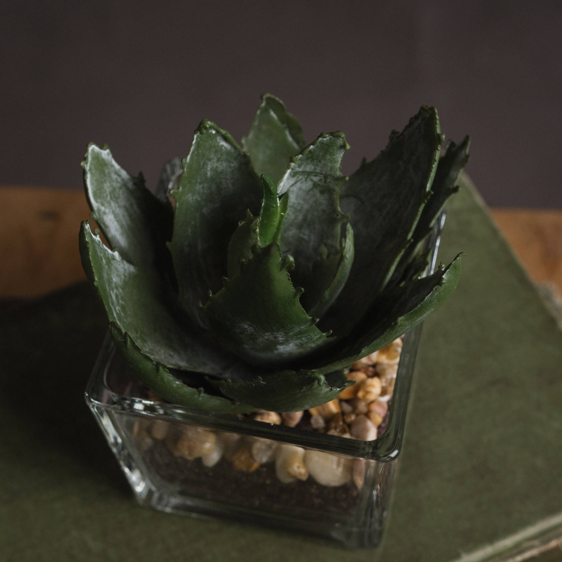 Miniature Aloe Vera in Glass Pot - Image 3