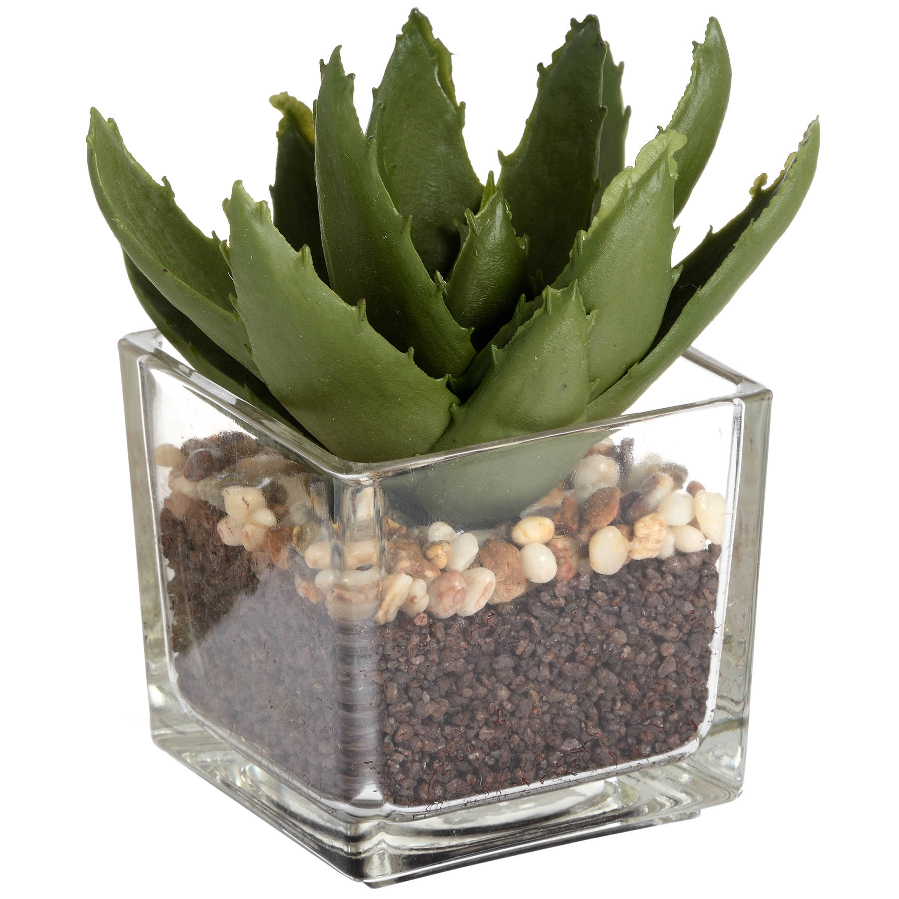 Miniature Aloe Vera in Glass Pot - Image 4
