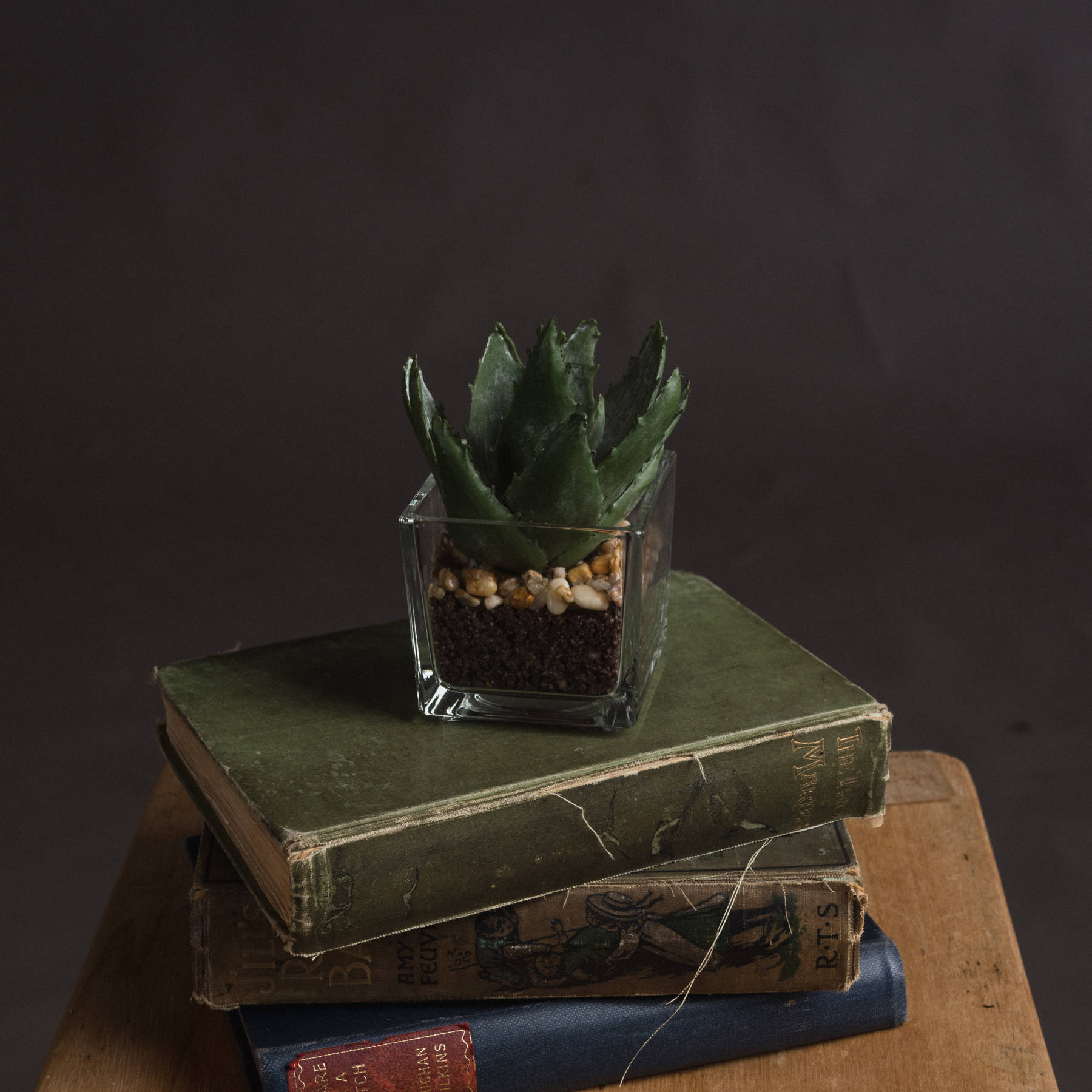 Miniature Aloe Vera in Glass Pot - Image 1