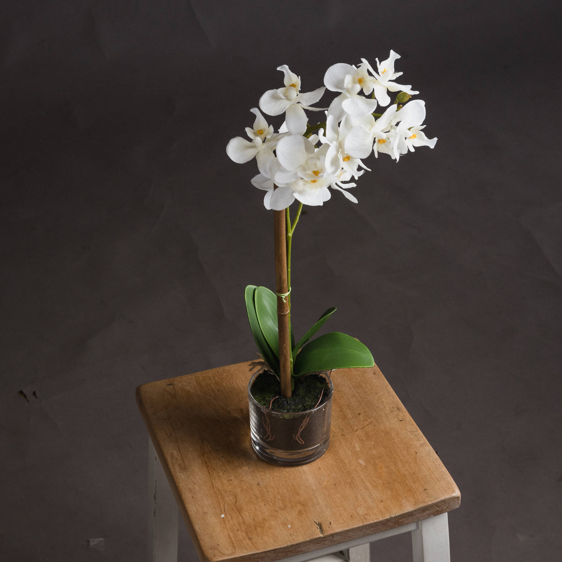 Harmony White Potted Orchid - Image 2