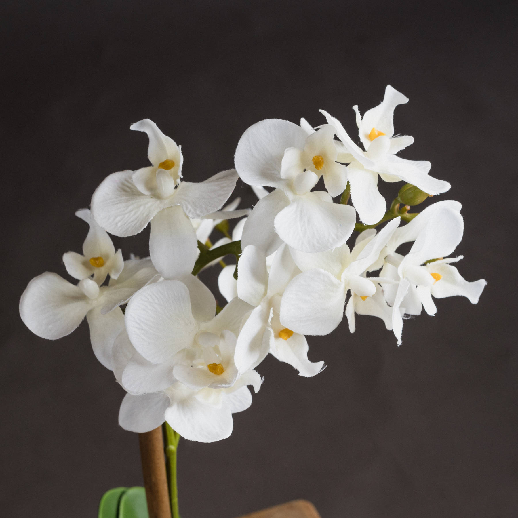 Harmony White Potted Orchid - Image 3