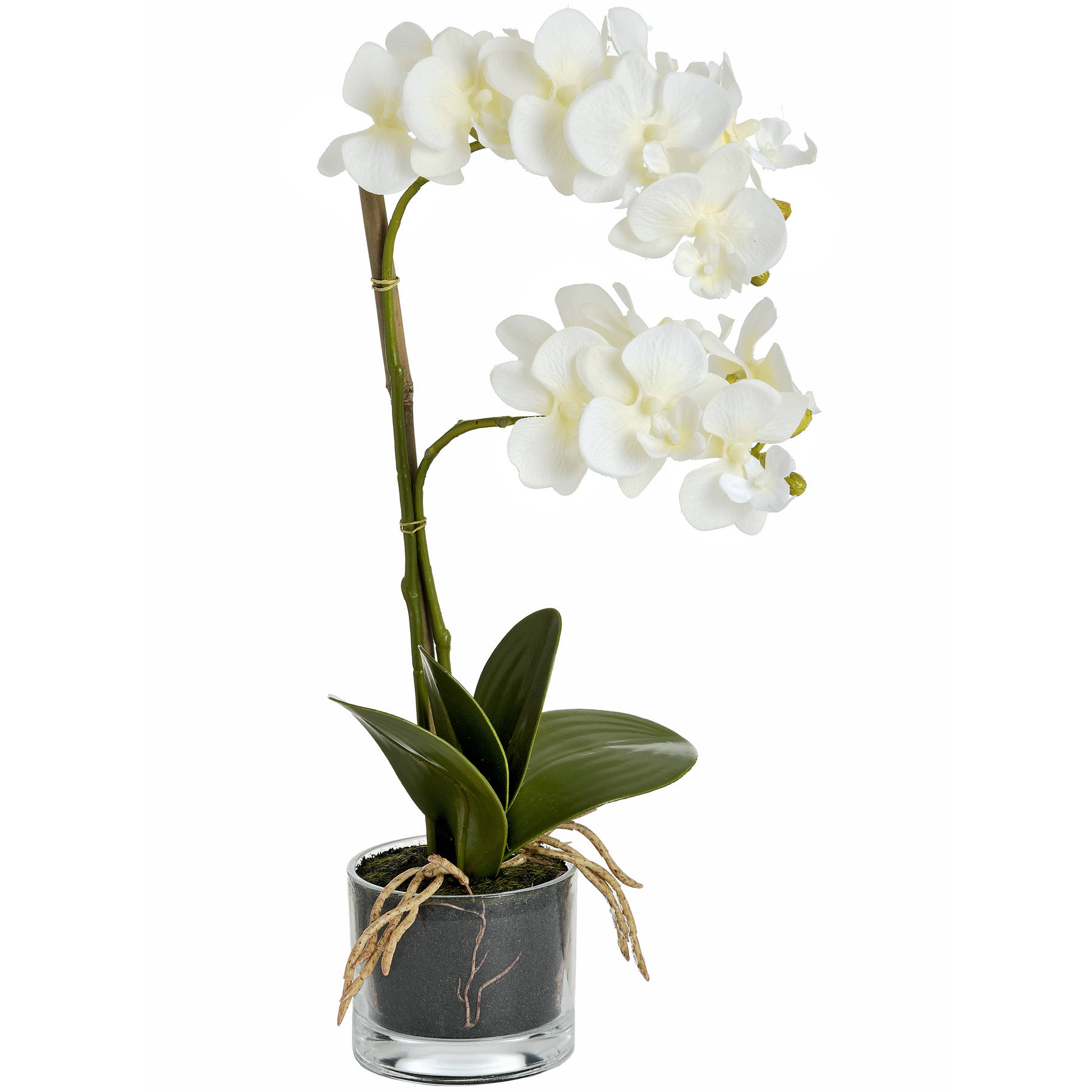 Harmony White Potted Orchid - Image 4