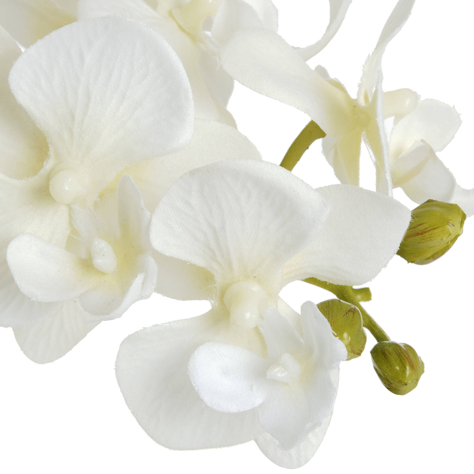 Harmony White Potted Orchid - Image 5