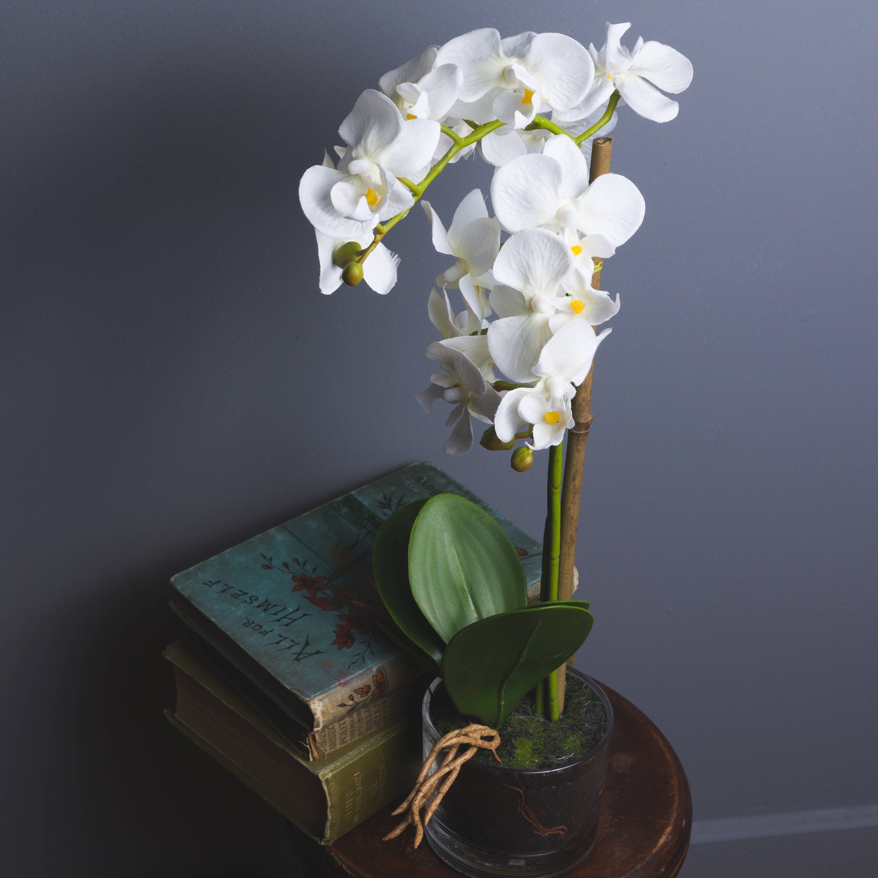 Harmony White Potted Orchid - Image 6