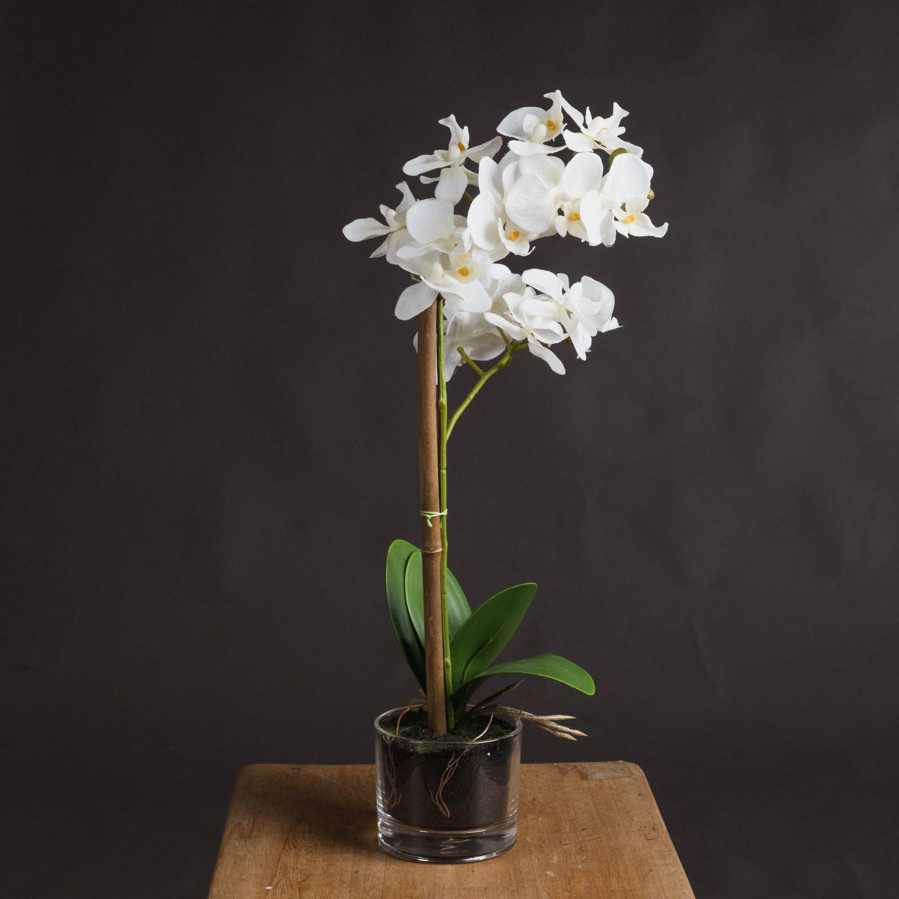 Harmony White Potted Orchid - Image 1