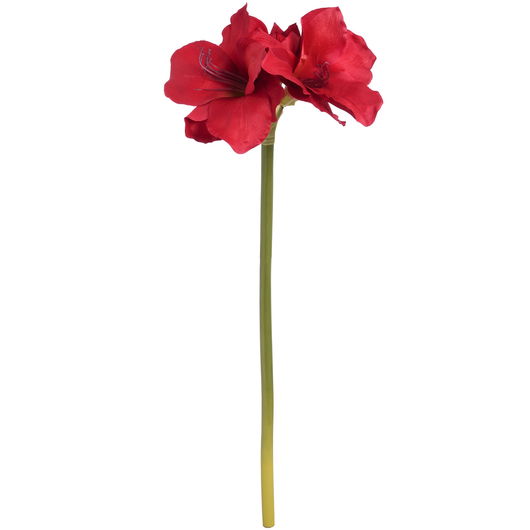 Red Amaryllis Stem - Image 3