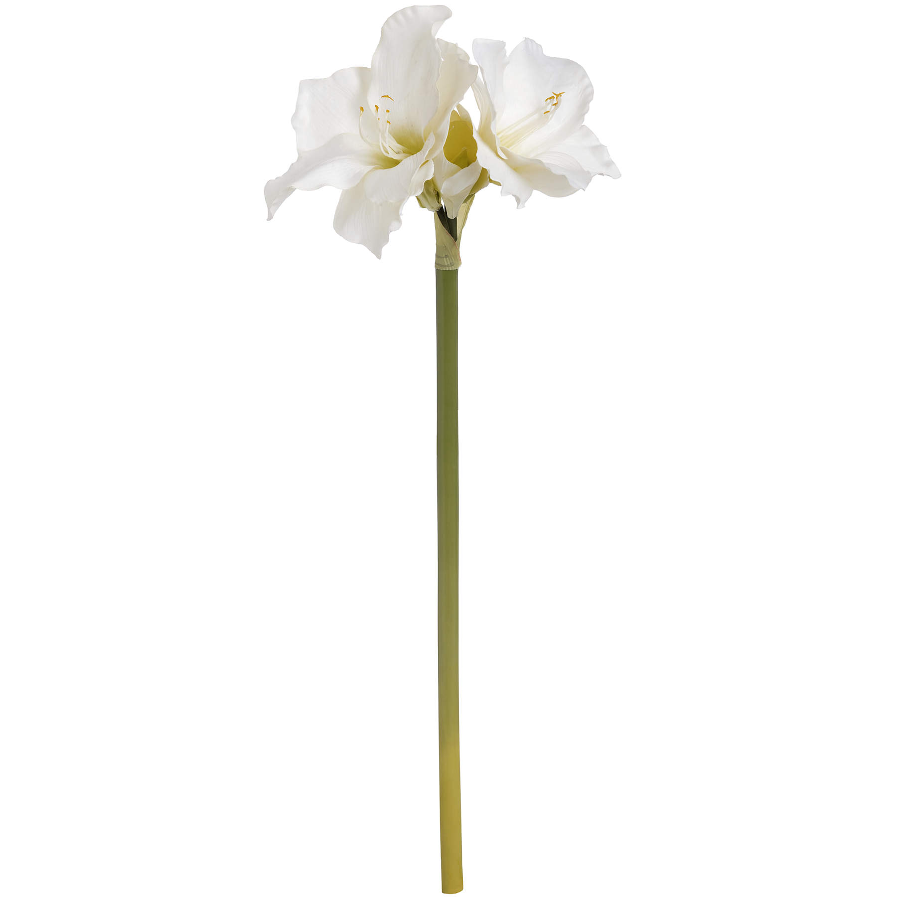 Classic White Amaryllis Flower - Image 4