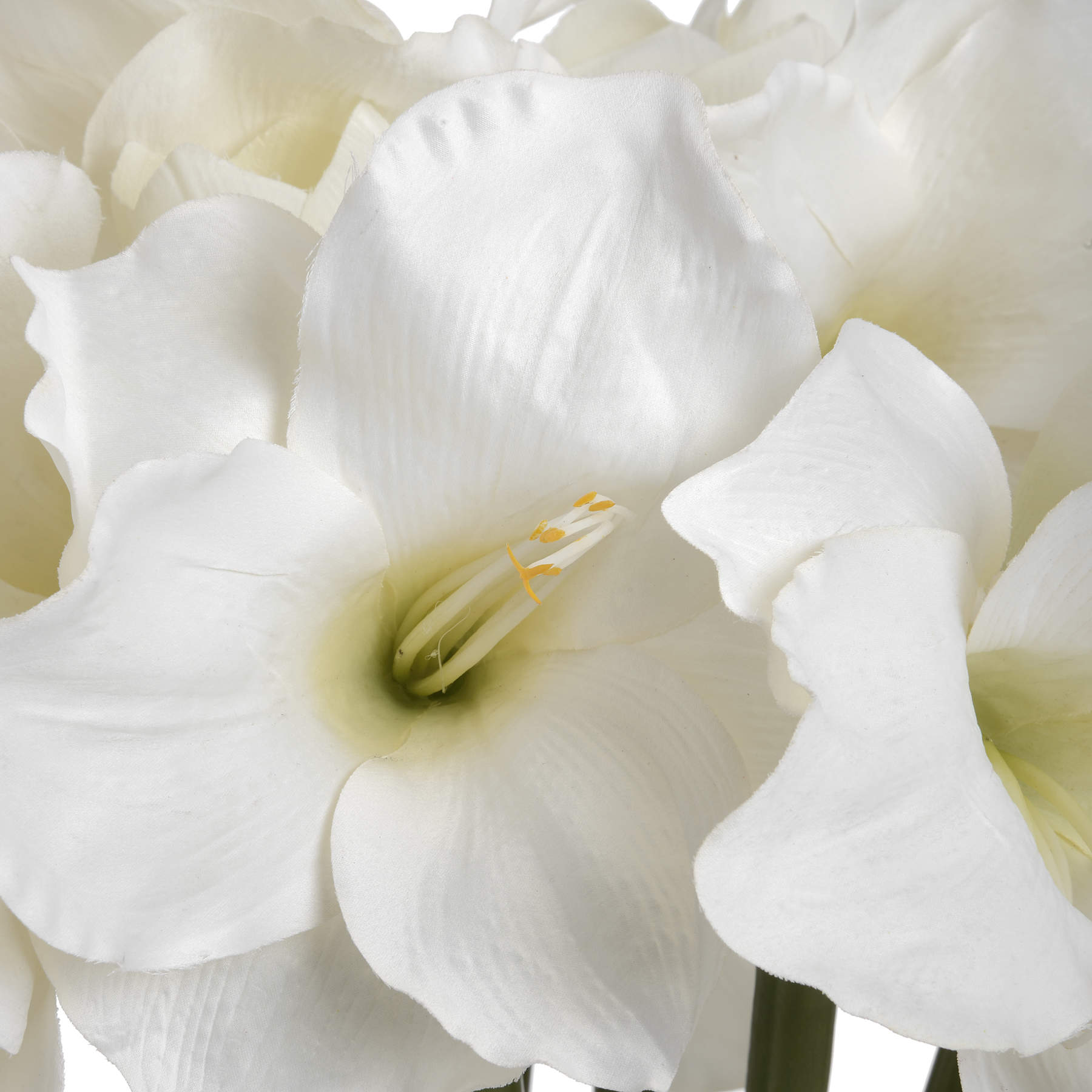 Classic White Amaryllis Flower - Image 5