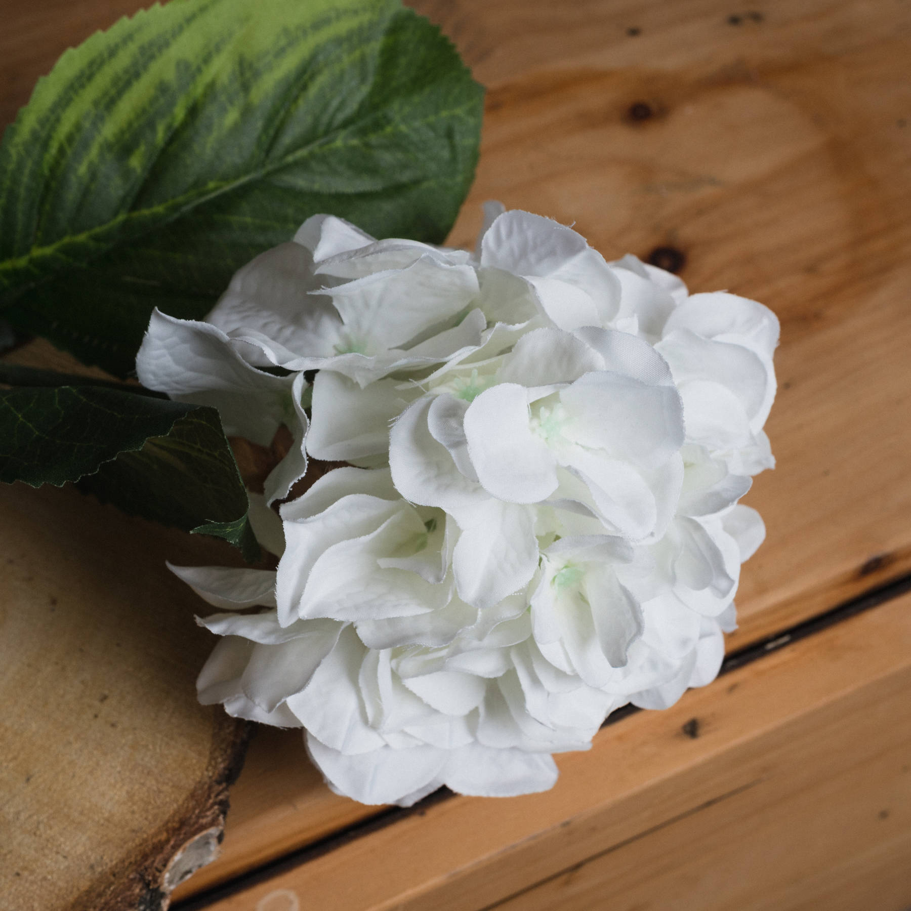 White Small Head Hydrangea - Image 3