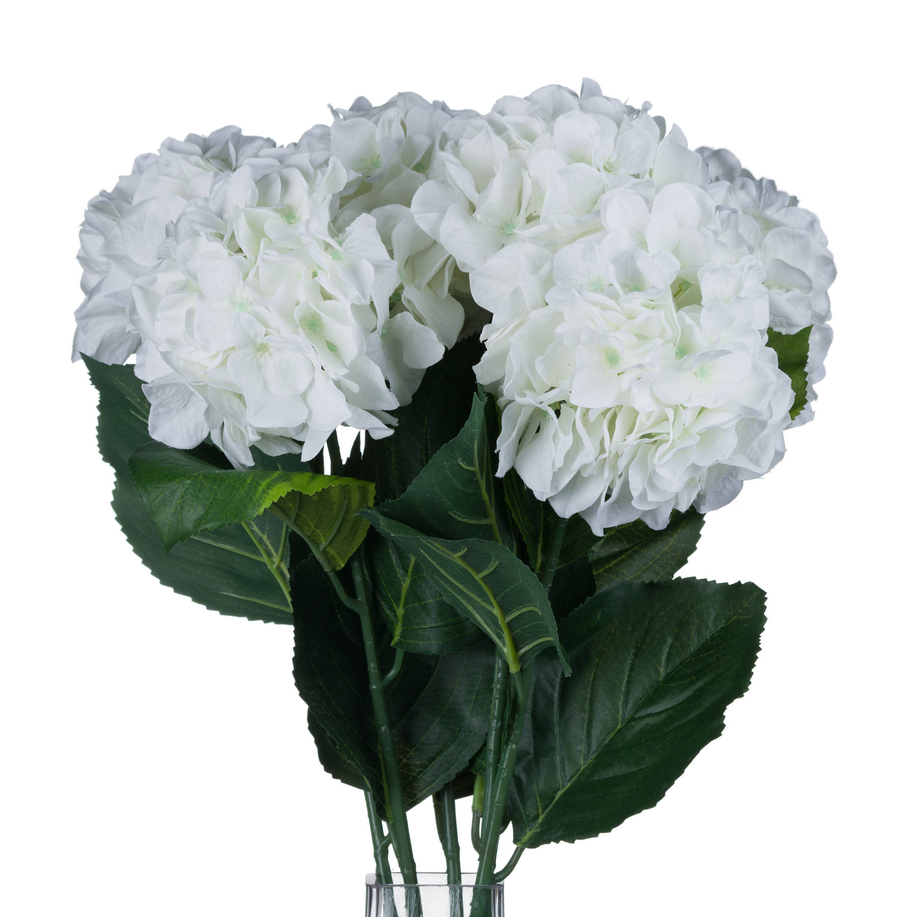 White Small Head Hydrangea - Image 4