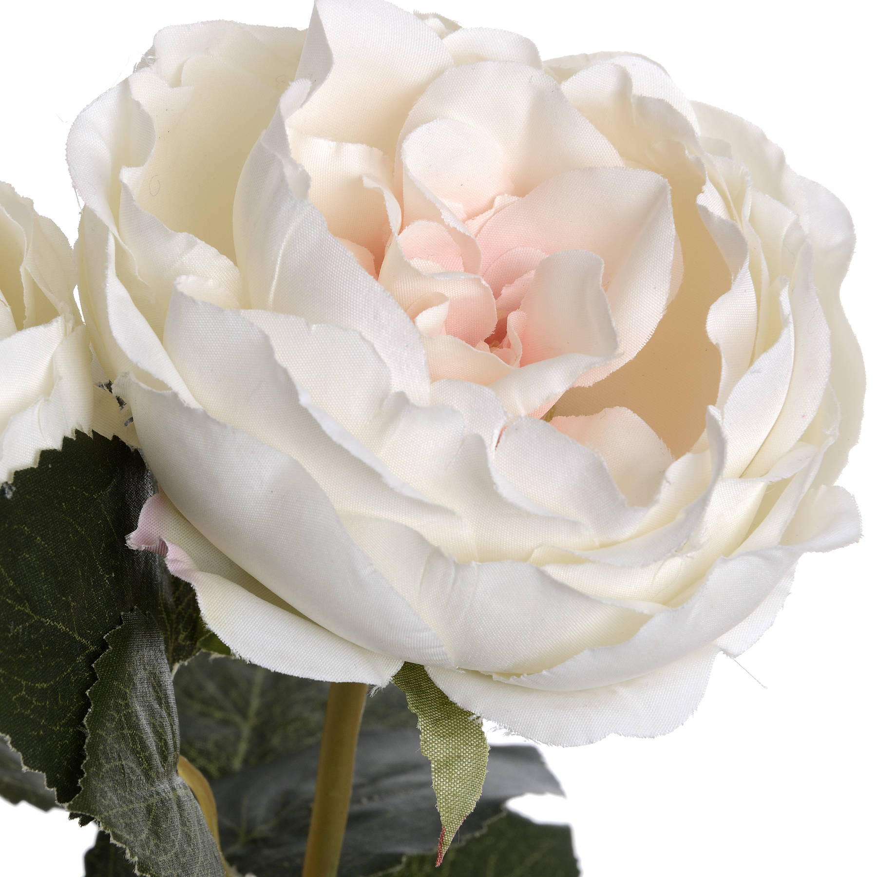 Blush Garden Rose - Image 5