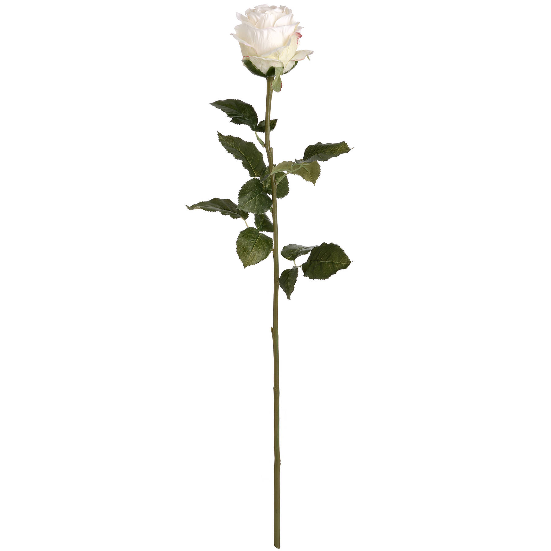 Traditional White Rose - Image 6