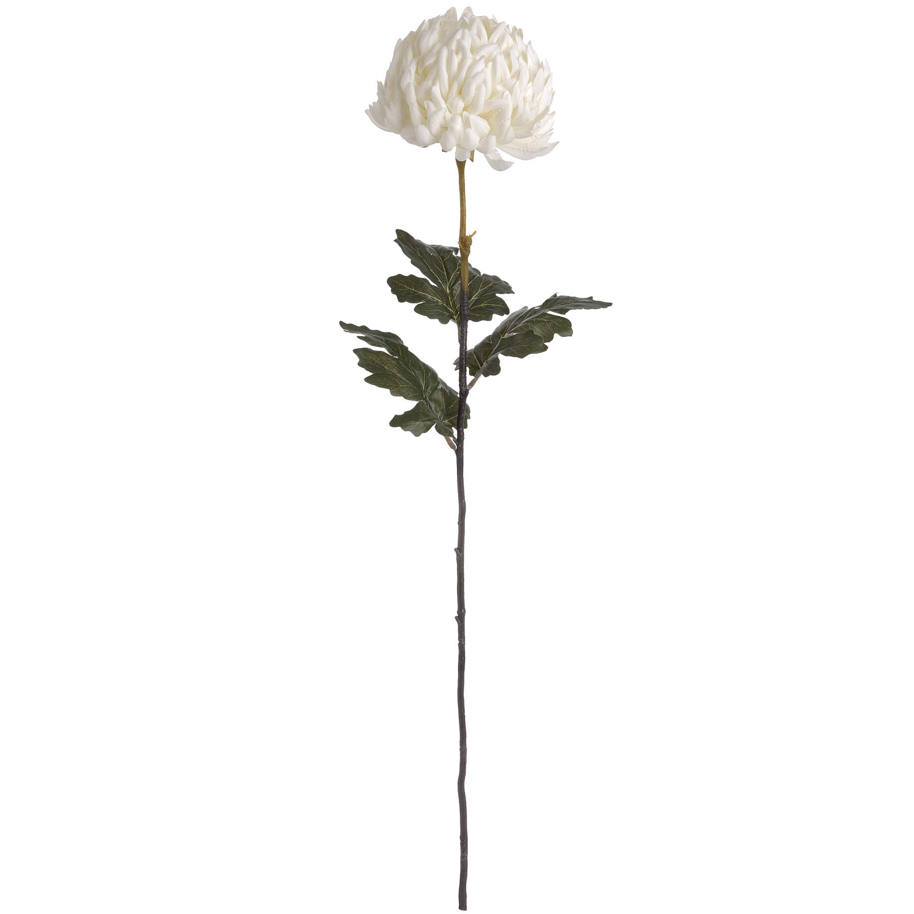 Large White Chrysanthemum - Image 4