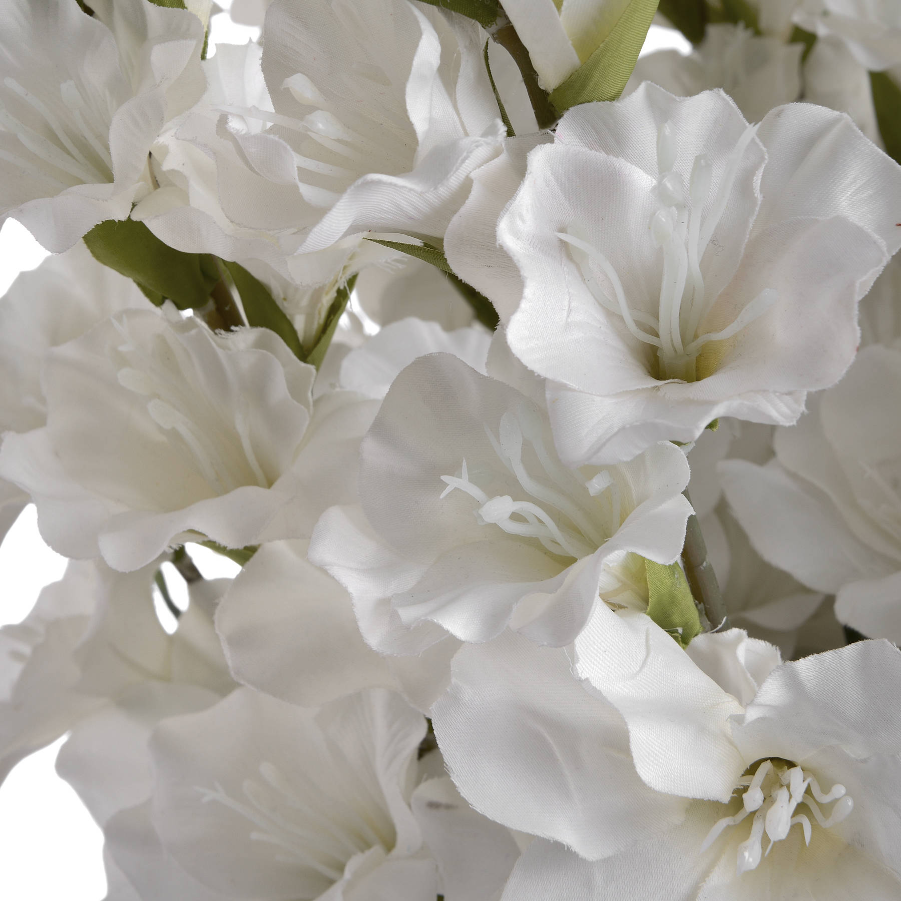 White Gladioli - Image 5