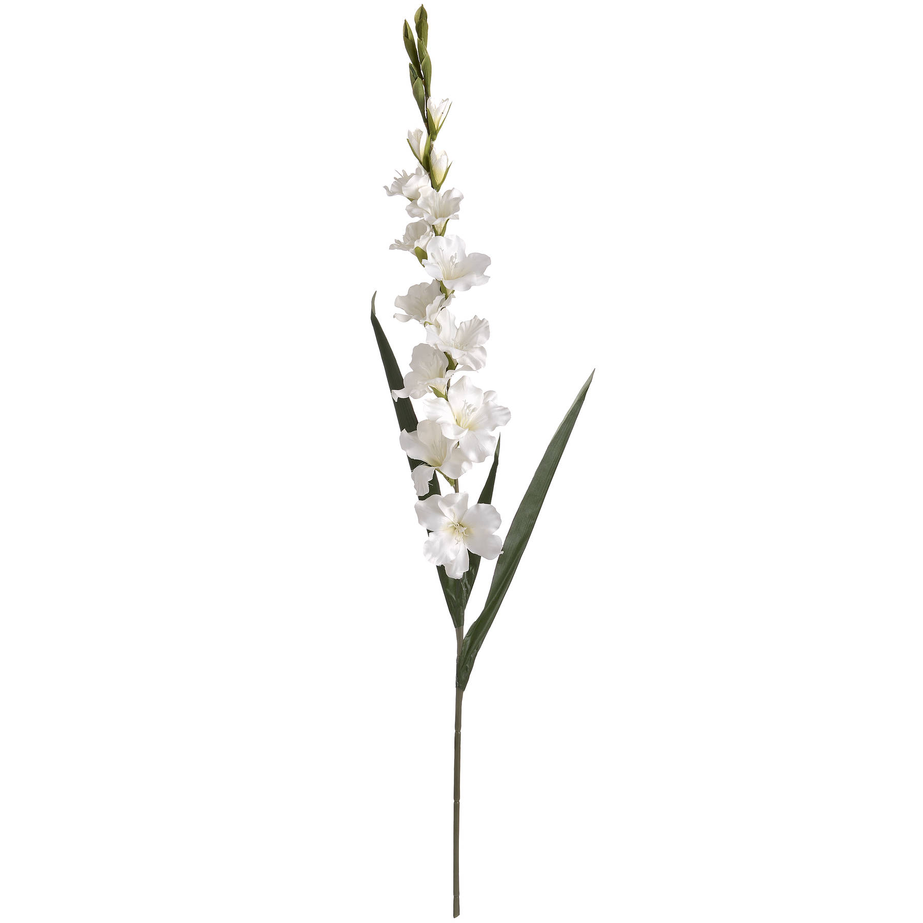 White Gladioli - Image 6