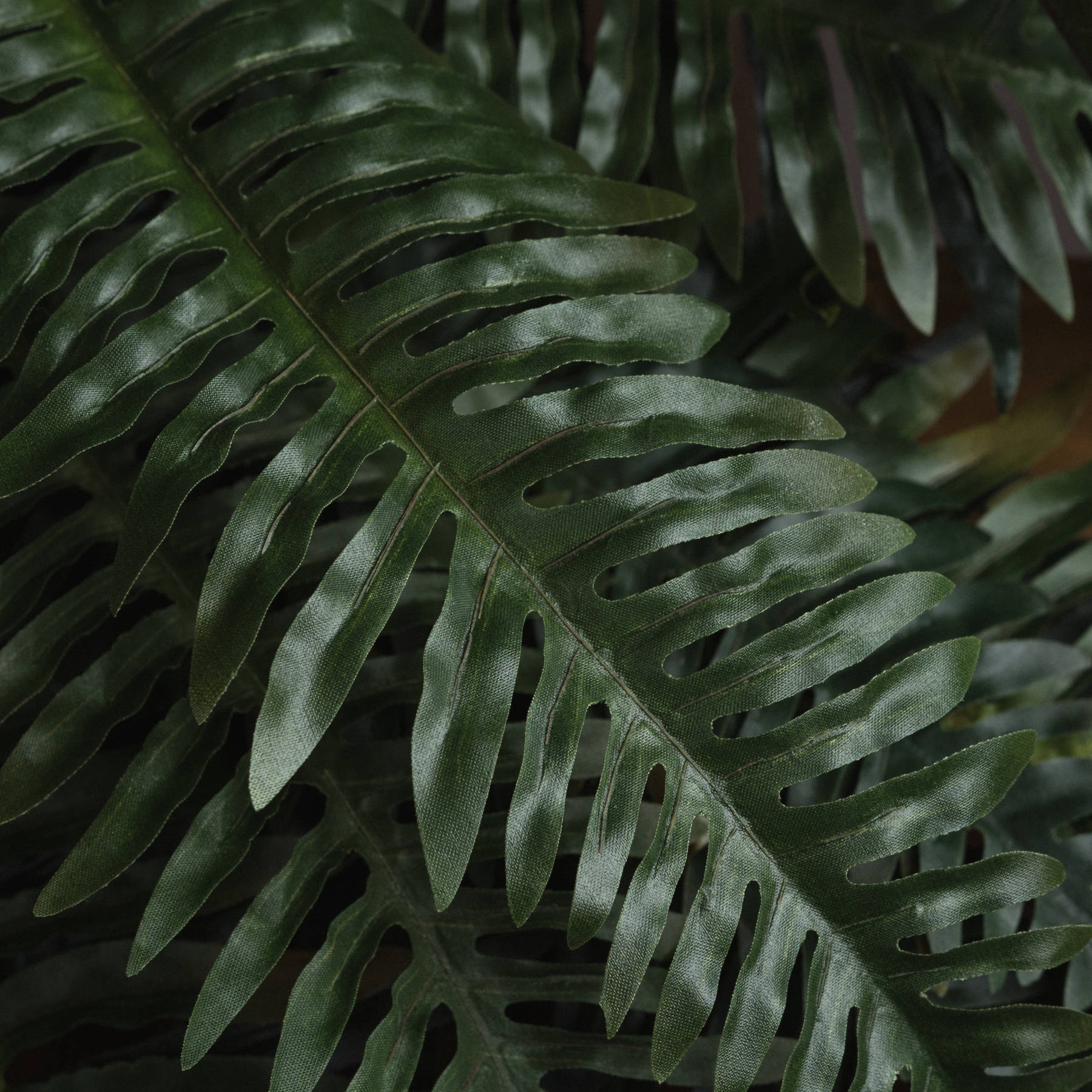 Fern Bunch - Image 3