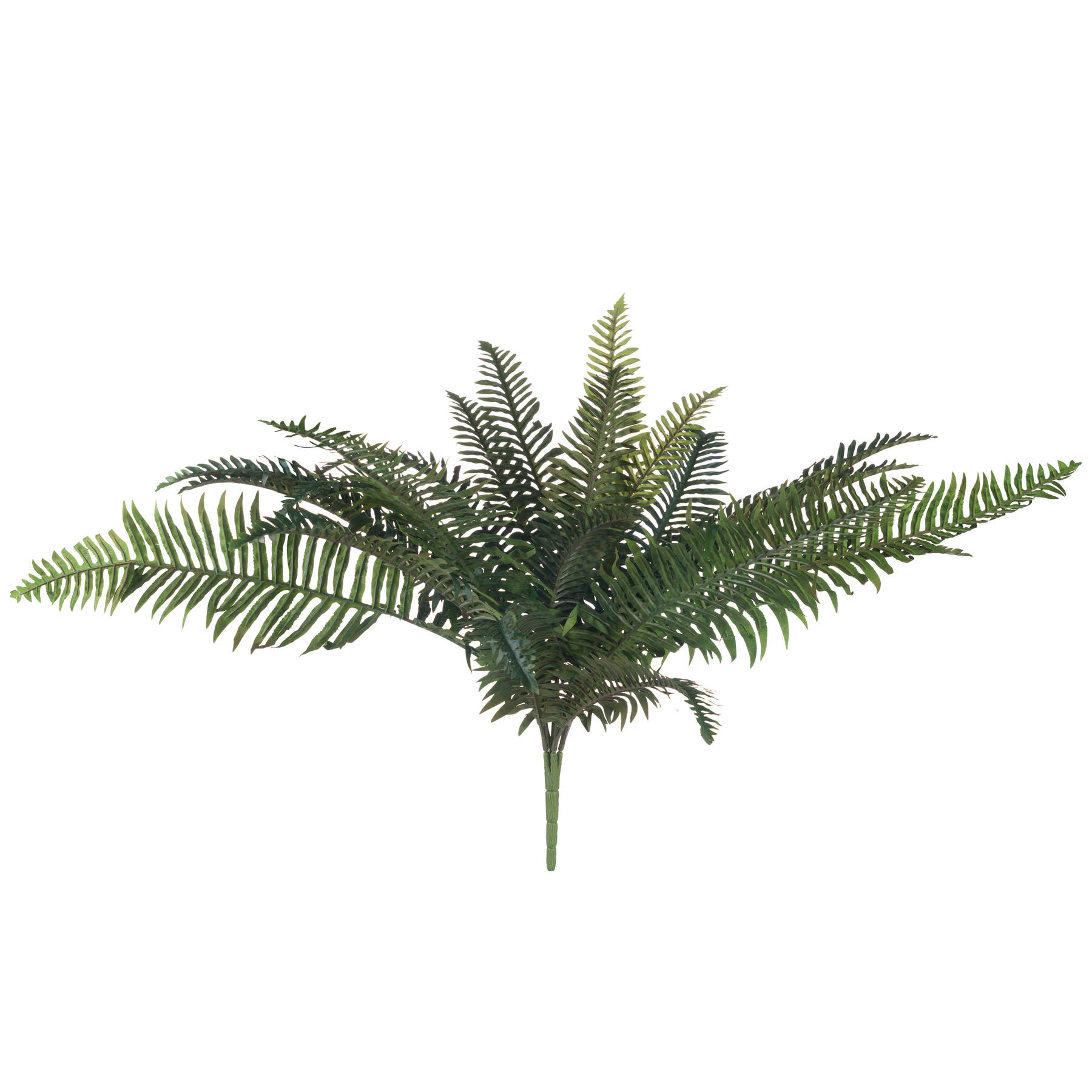 Fern Bunch - Image 4