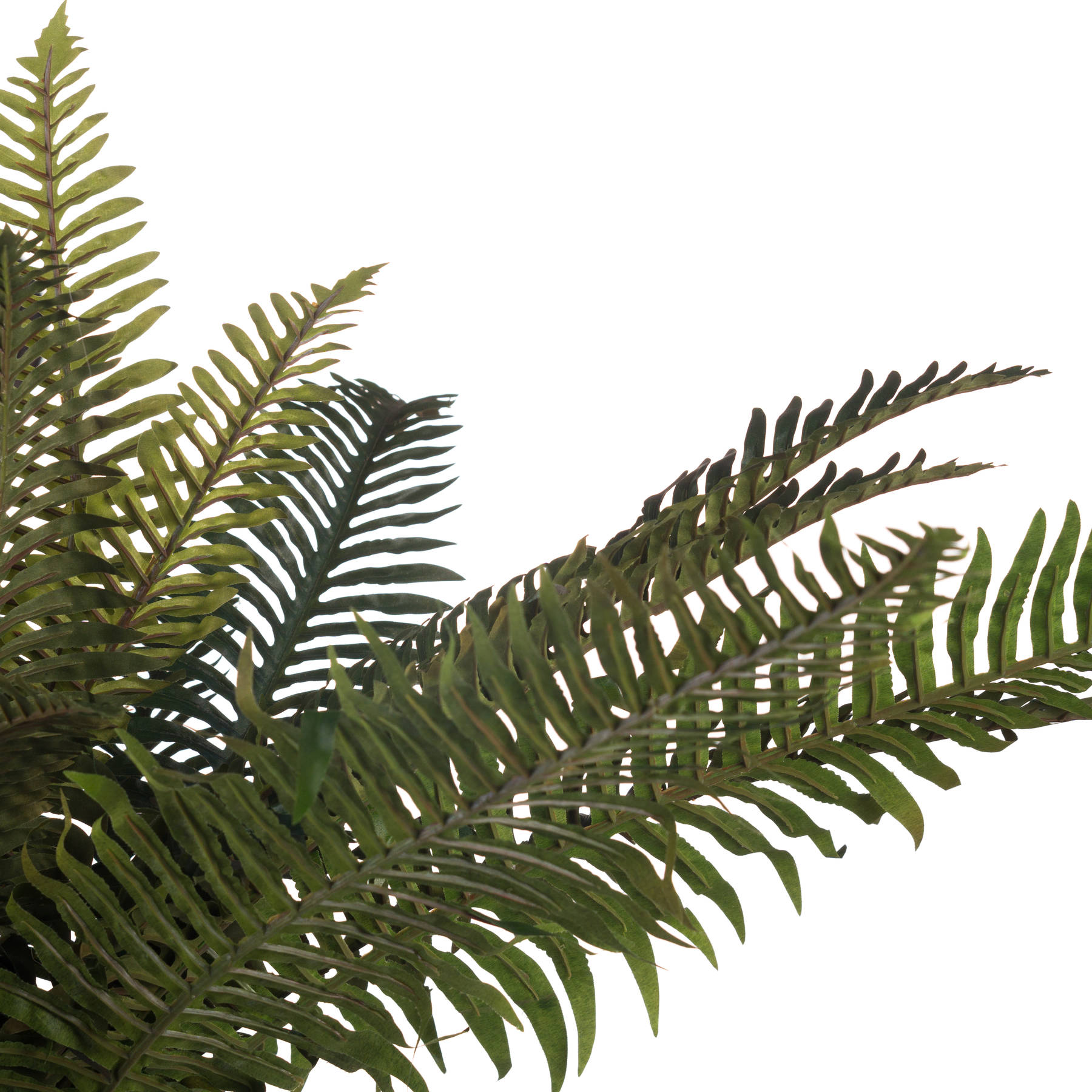 Fern Bunch - Image 5