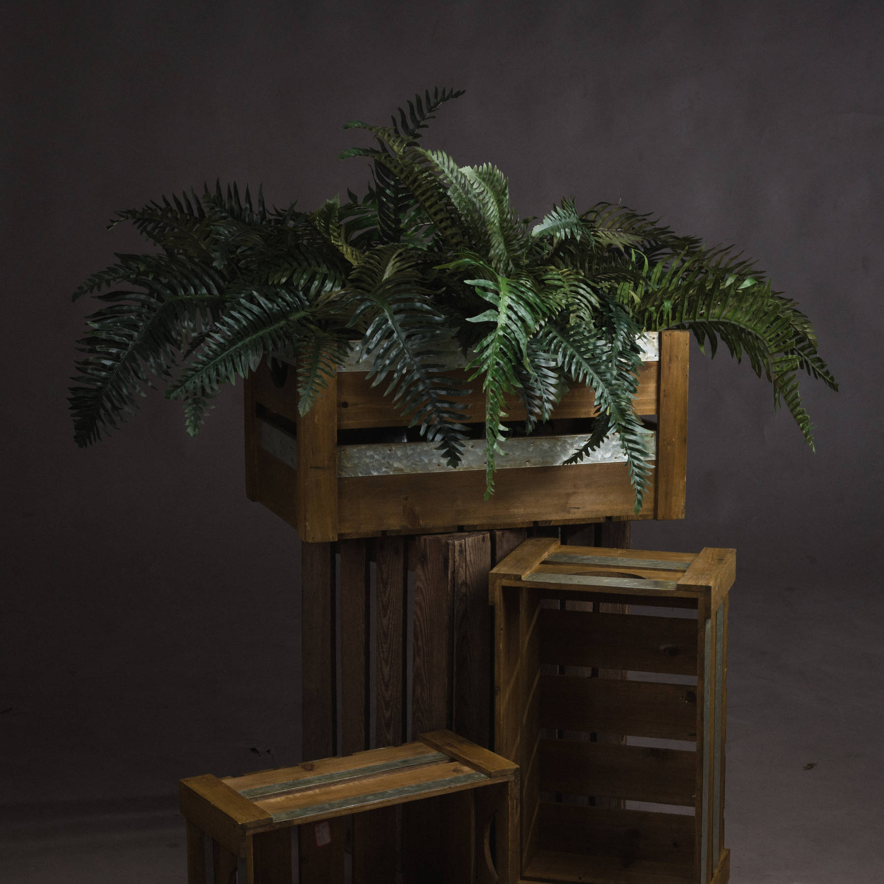 Fern Bunch - Image 1