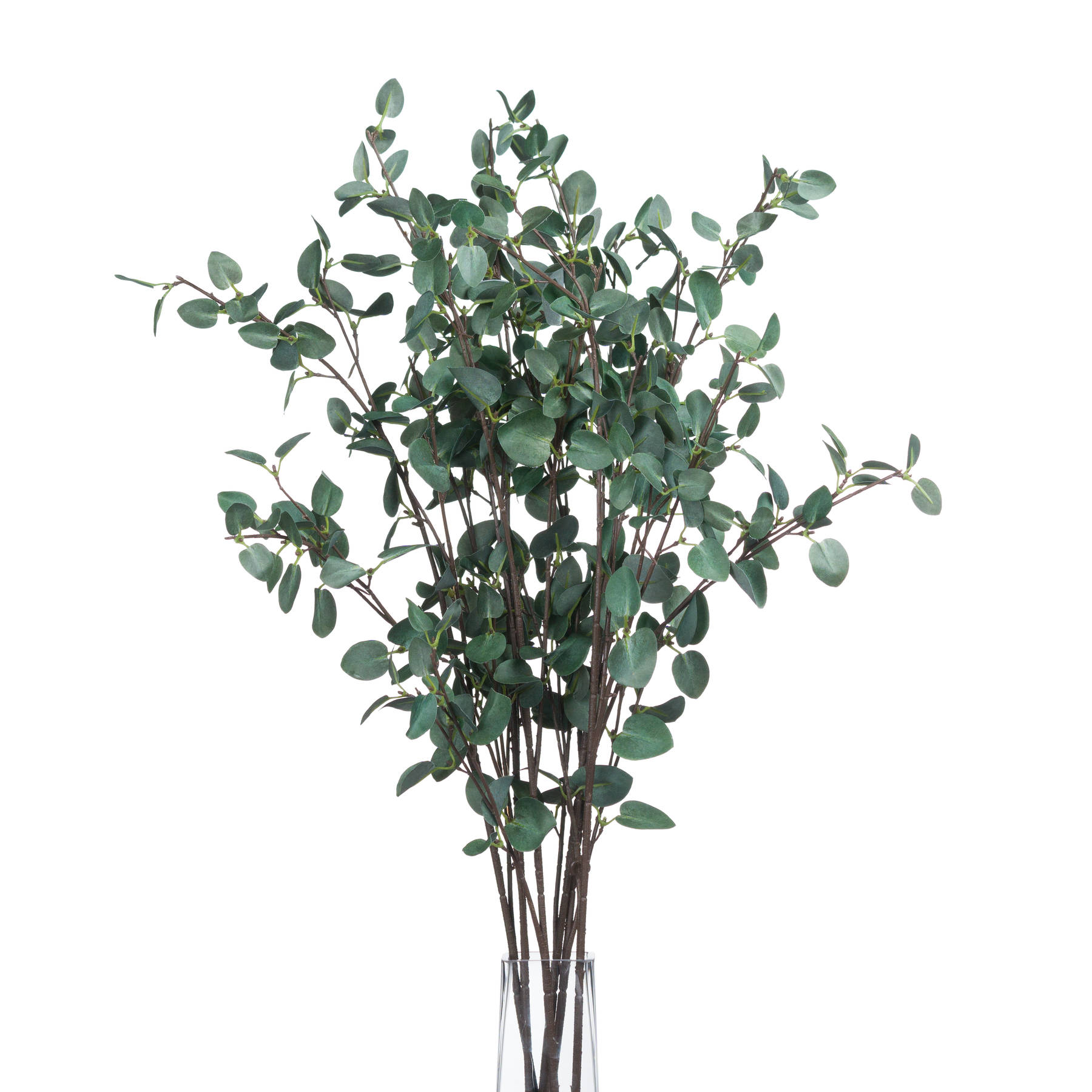 Tall Eucalyptus Stem - Image 4