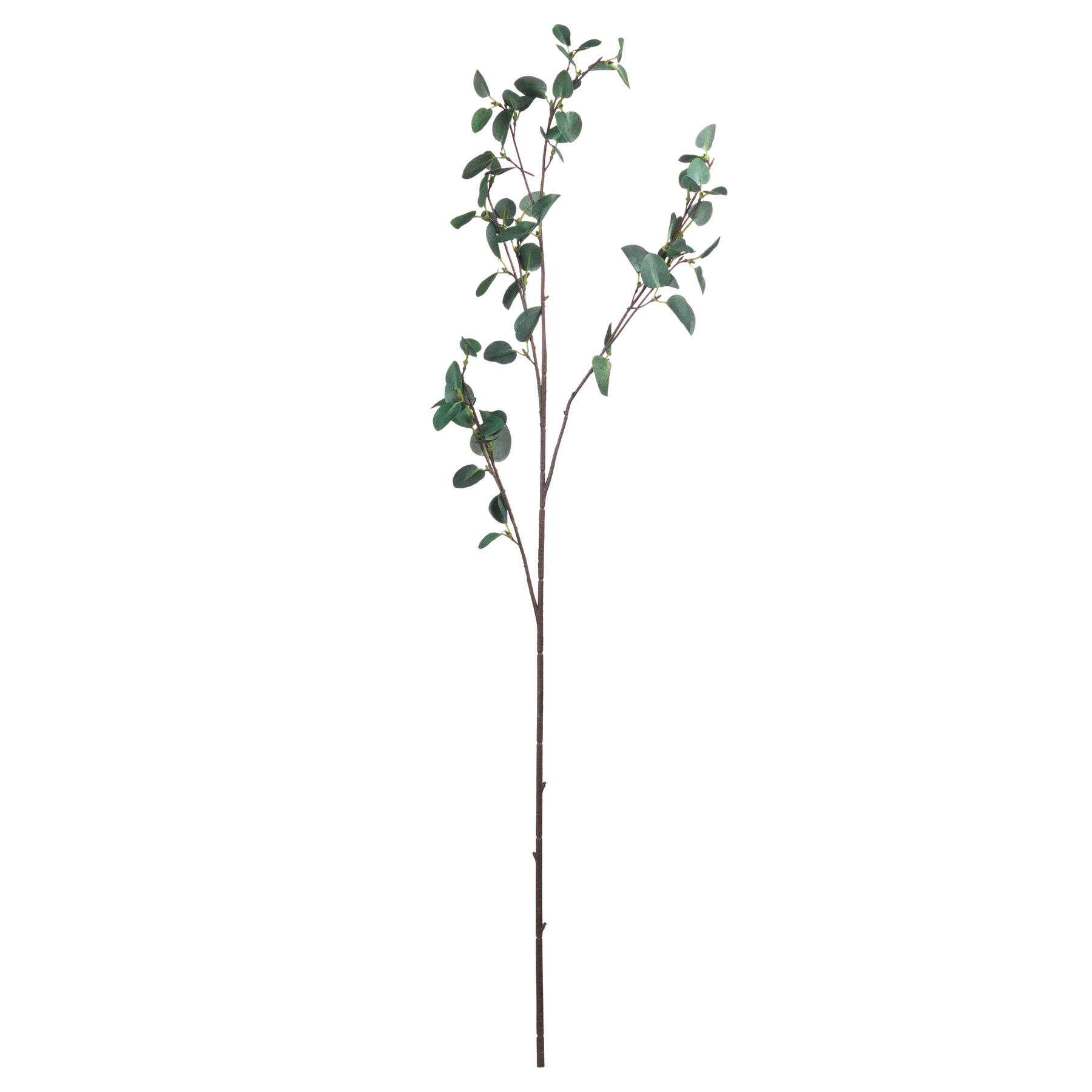 Tall Eucalyptus Stem - Image 5