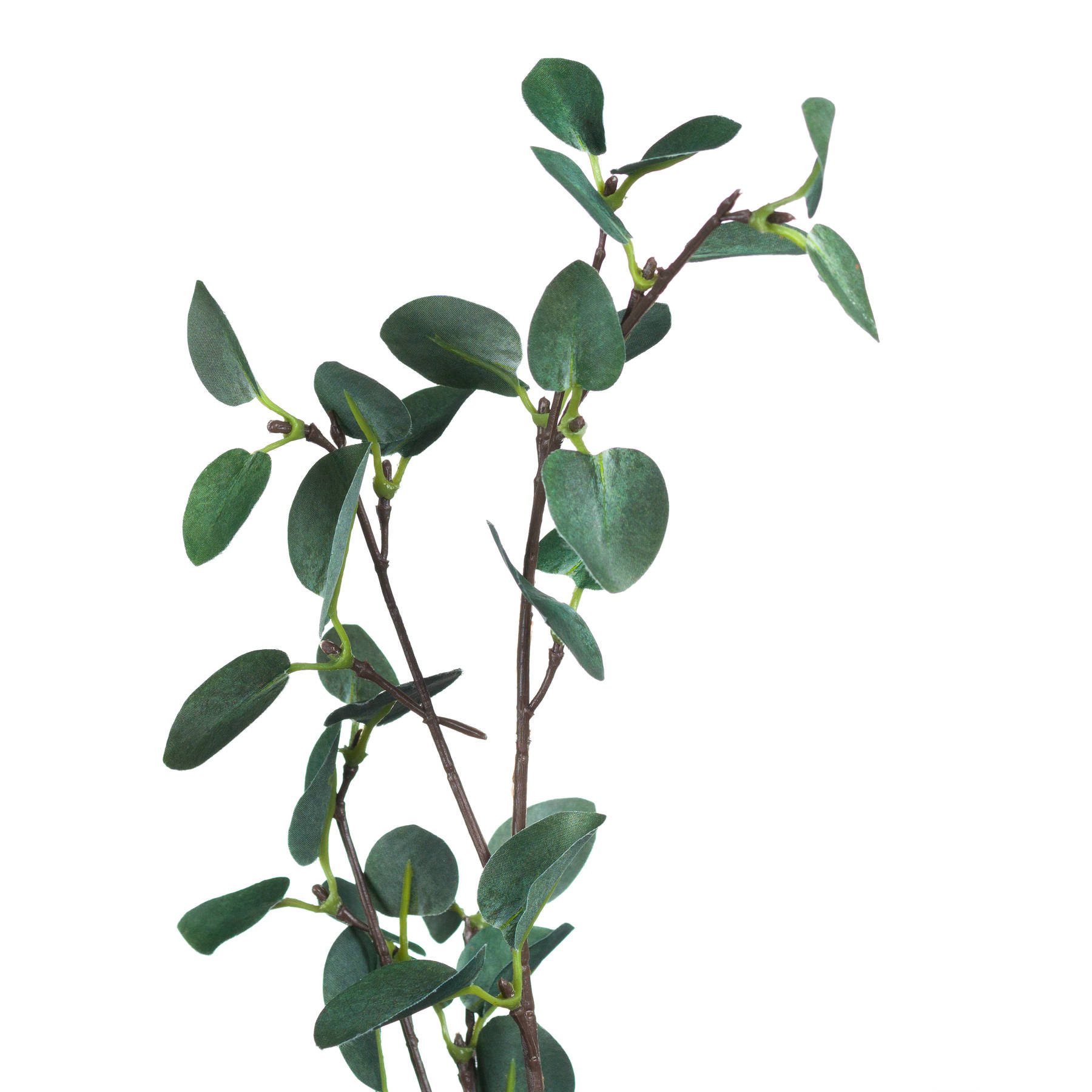 Tall Eucalyptus Stem - Image 6