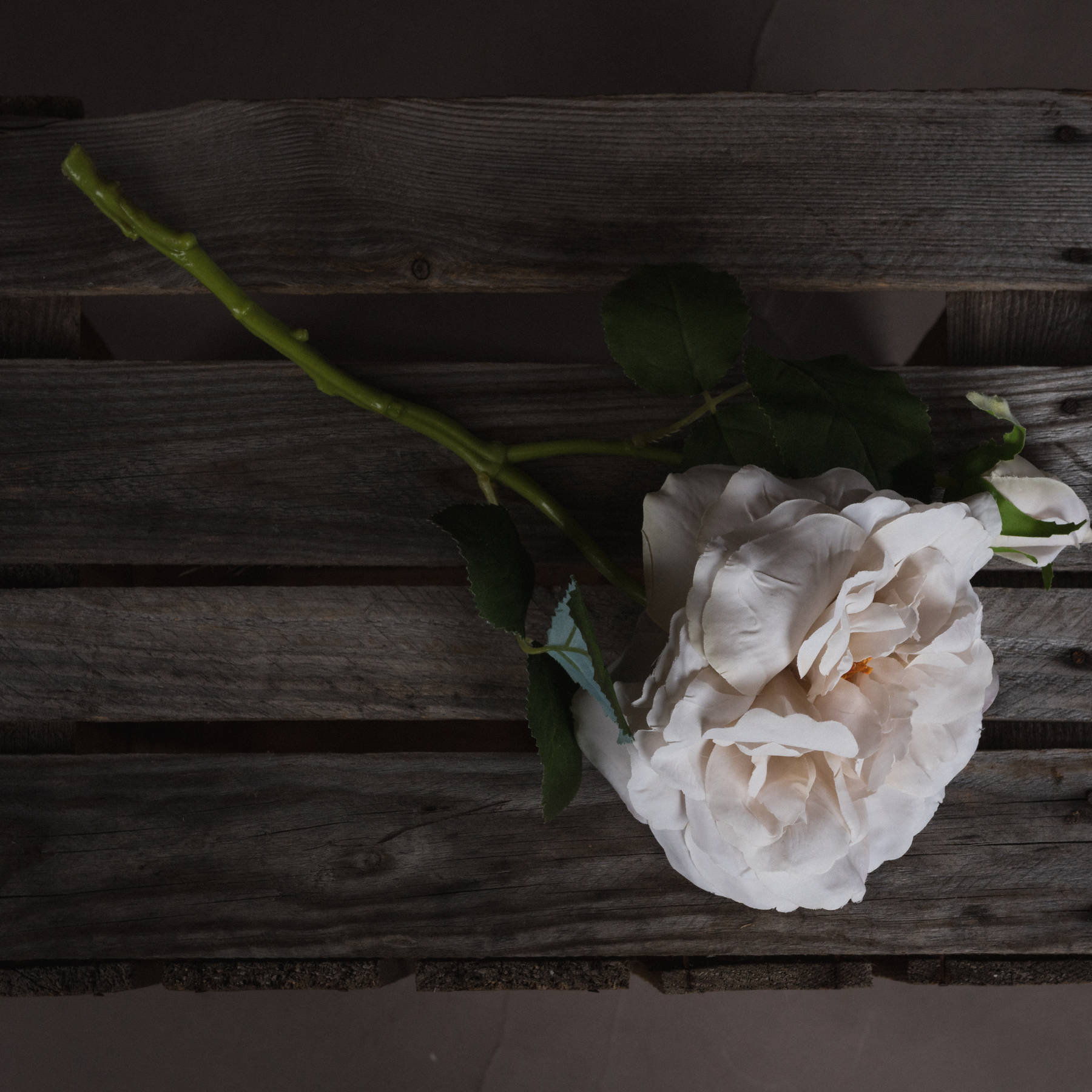 White Short Stem Rose - Image 2