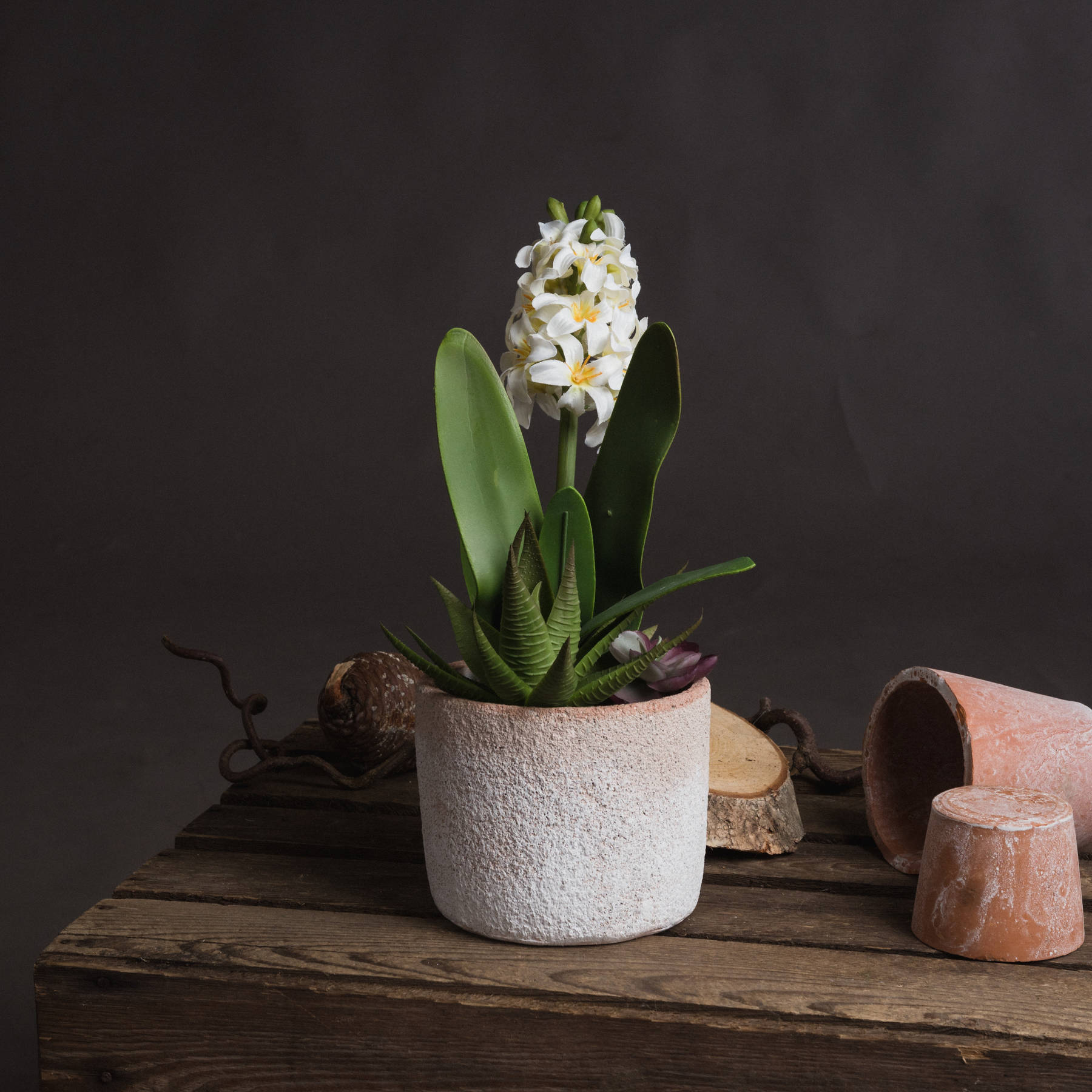 Potted White Hyacinth - Image 1