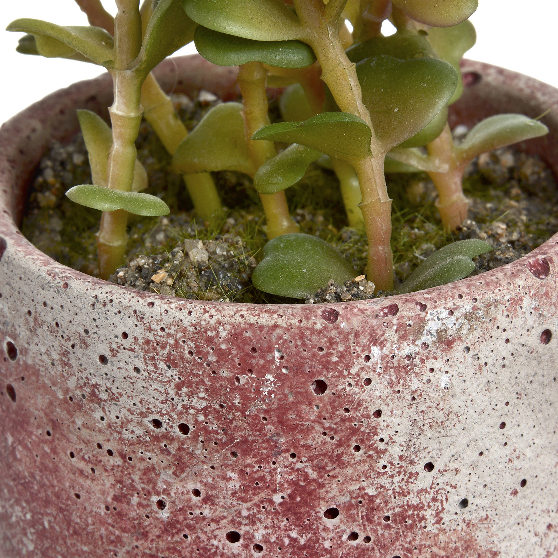 Miniature Potted Succulent - Image 5