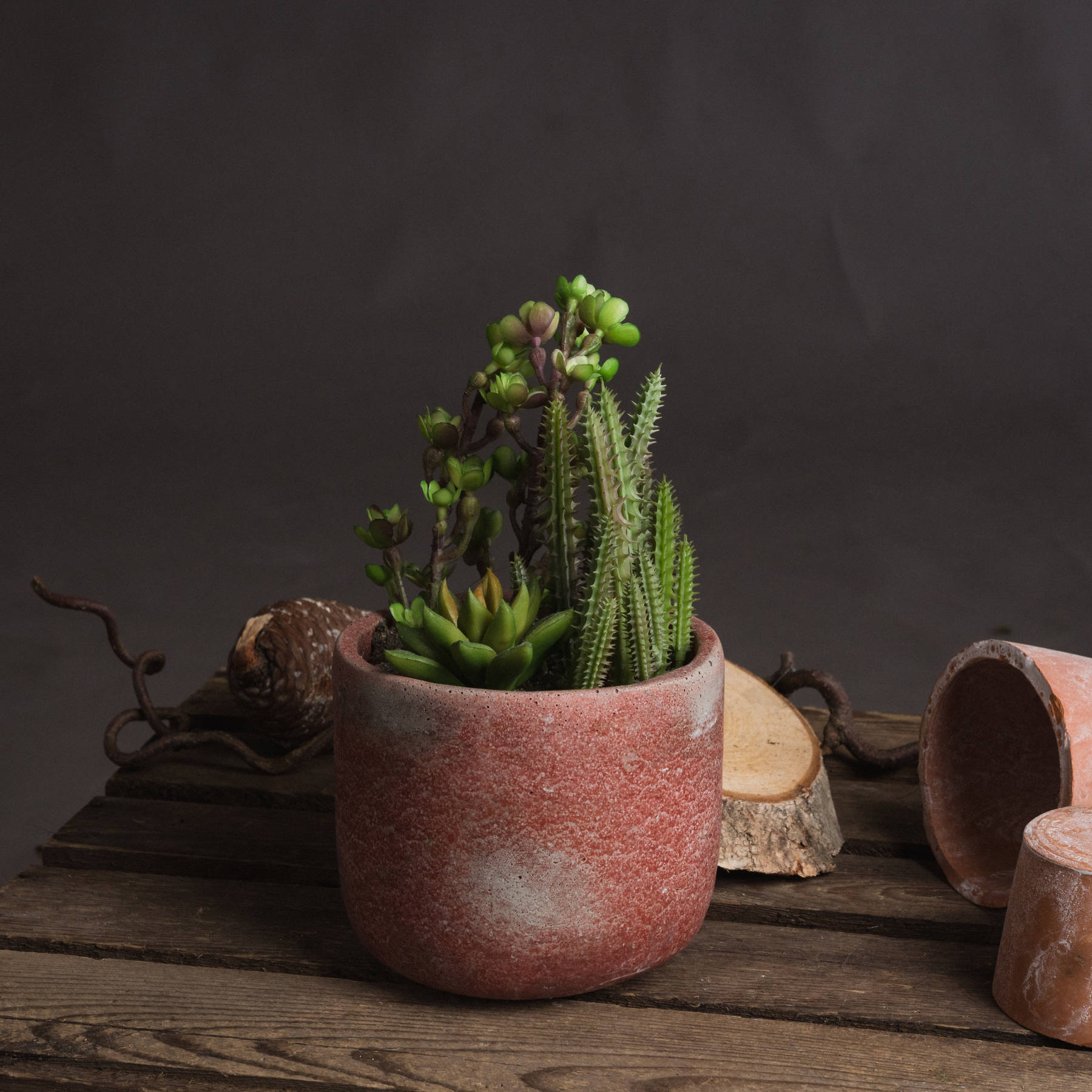 Potted Cacti and Succulent Wholesale by Hill Interiors
