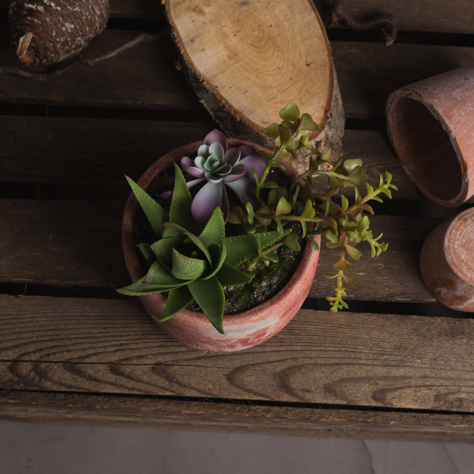 Potted Succulent - Image 2